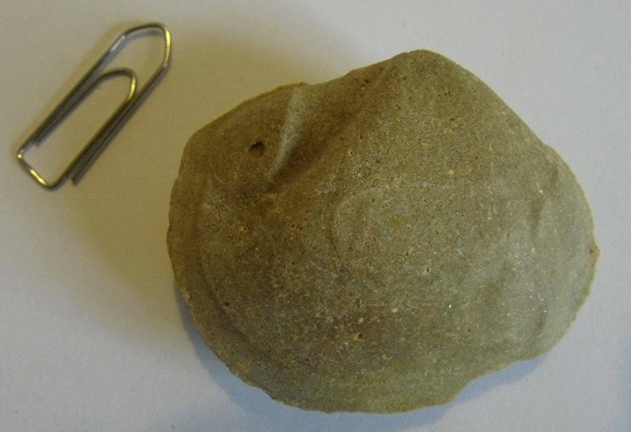 Calco bivalve da determinare